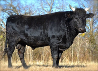Black Wagyu bulls for sale